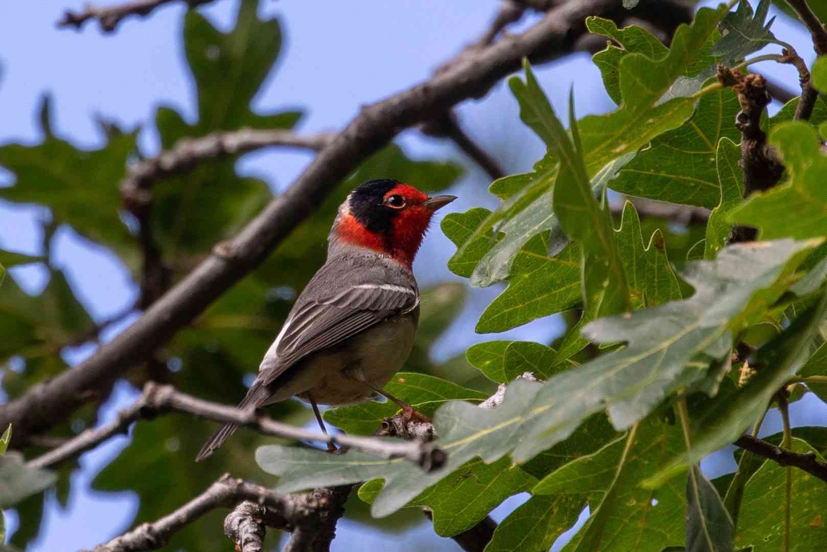 2019.08.07 - Red-Faced Warbler in Tree - Arizona - Shawn Taylor