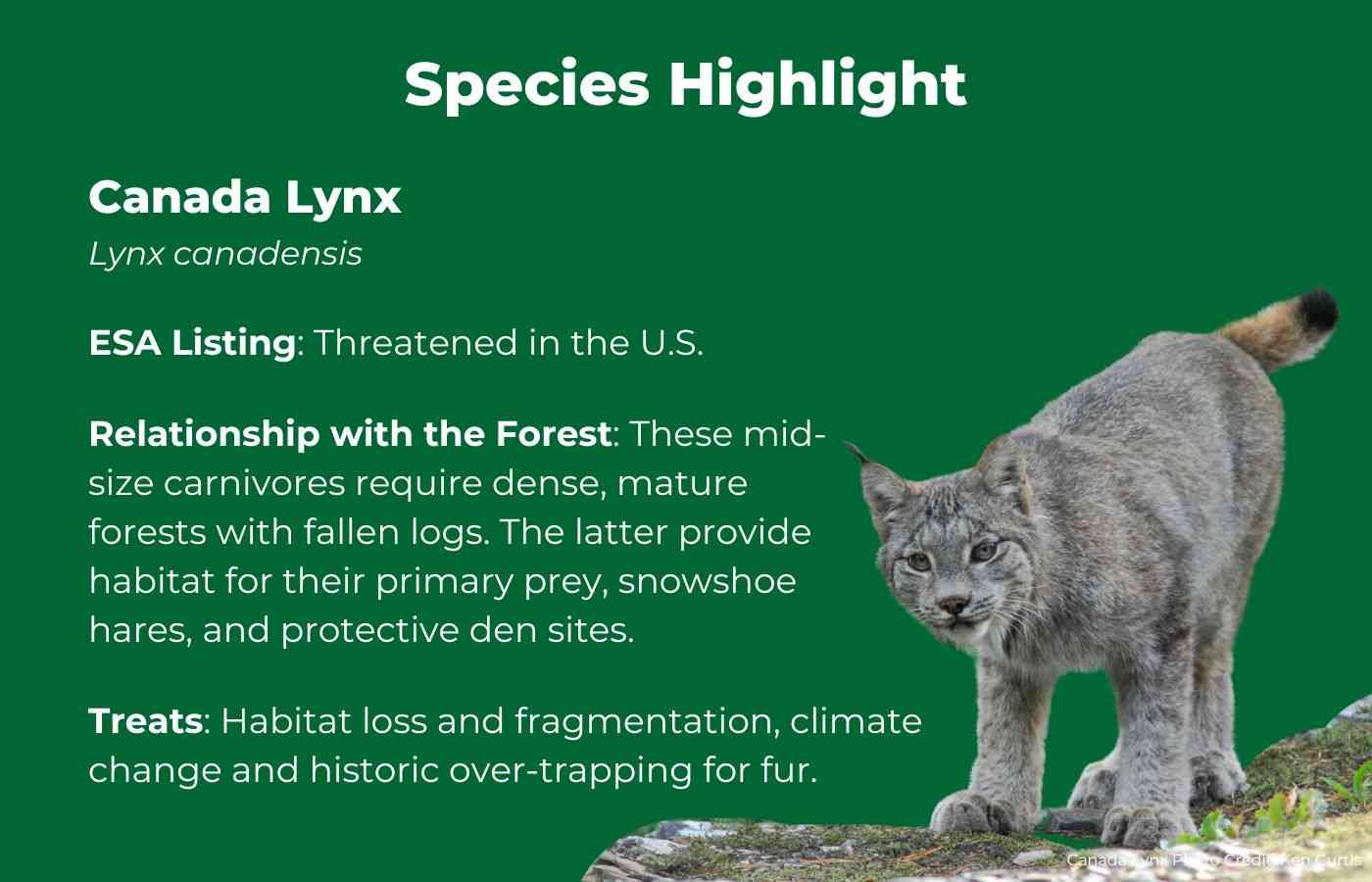 Canada Lynx Facts Graphic