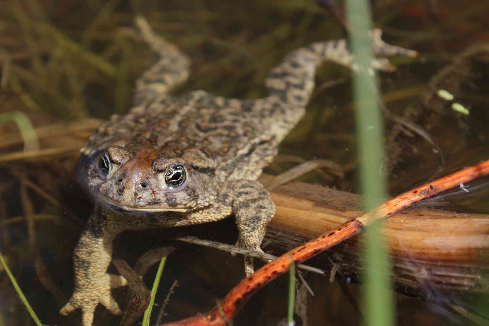 2018.05.30 - Wyoming Toad - Wyoming - Mindy Meade-USFWS (CC BY 2.0 DEED)