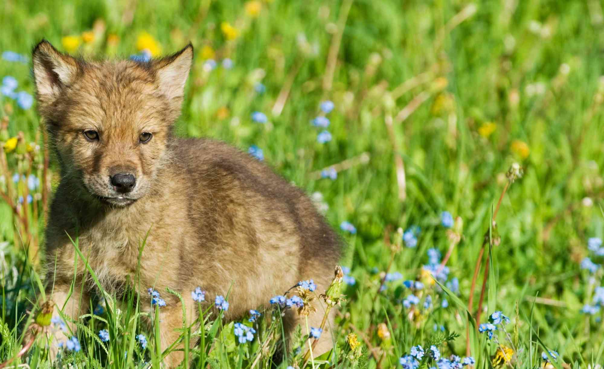 Gray Wolf Cub in Spring Meadow