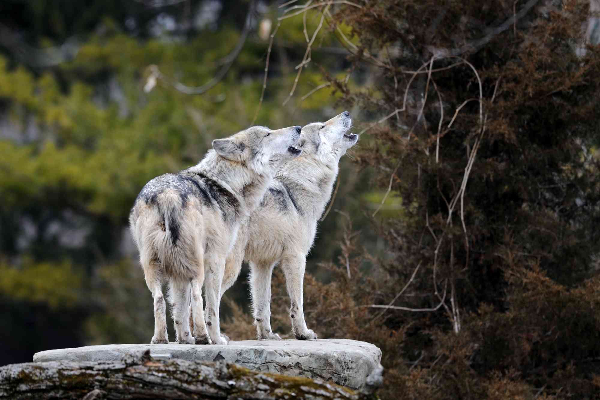  Captive Howling Mexican Gray Wolves - Brookfield Zoo - Glenn Nagel - iStockphoto .jpg