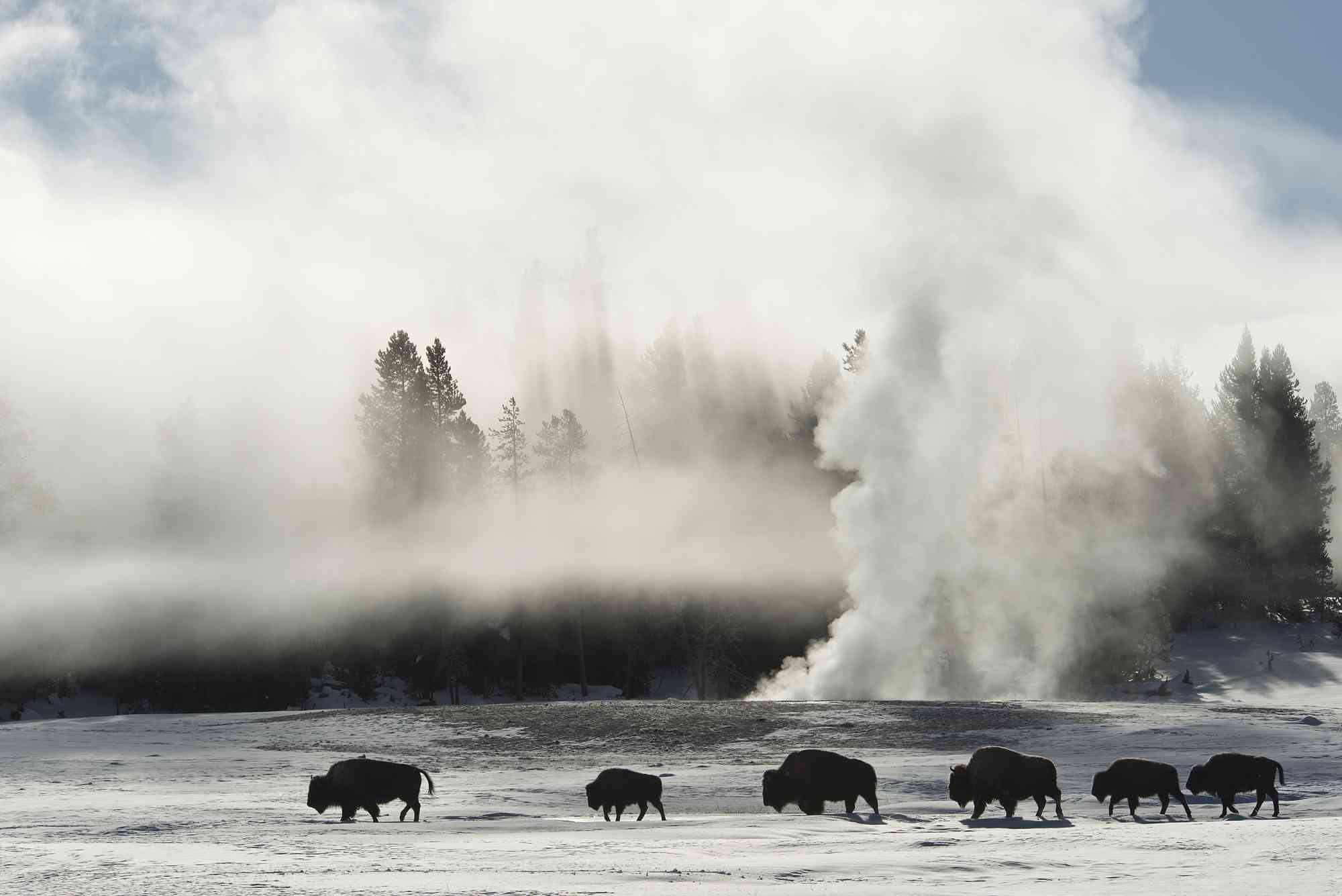 2013.02.15 - Bison Walking by a Geyser - Yellowstone National Park - Wyoming - Barbara Swanson