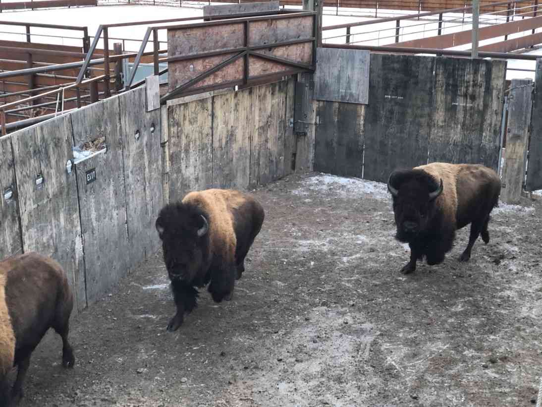 2023.01.01 - Bison in Alley During Transfer - Montana - Chamois Andersen-DOW