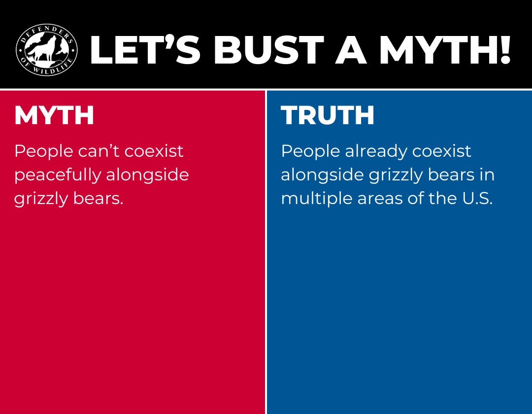 Let's Bust a Myth - Grizzly blog graphic 4