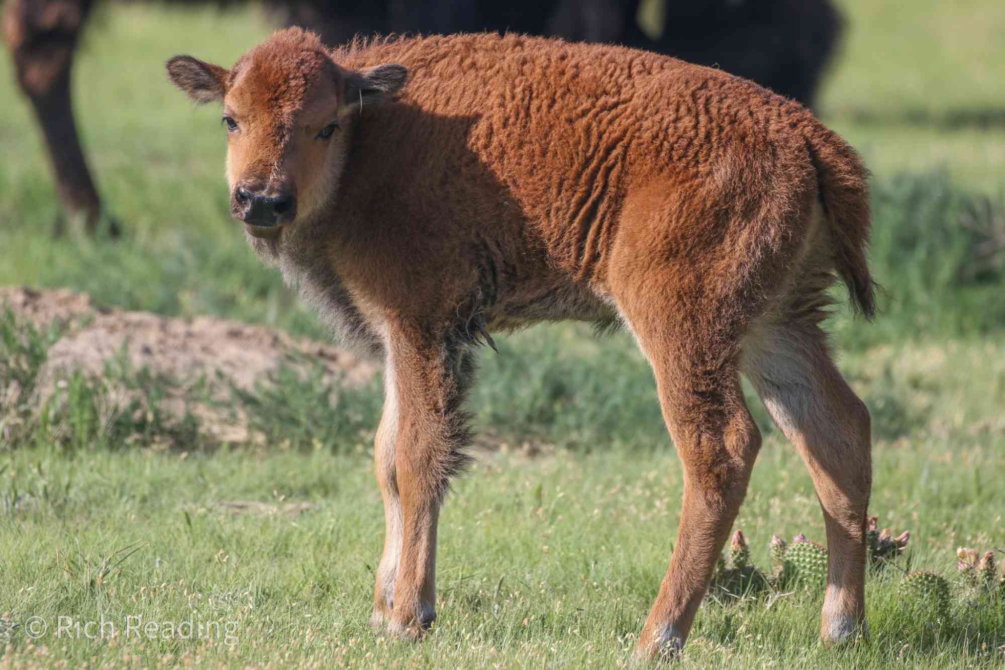 06.2021 - Baby Bison - Heartland Ranch Nature Preserve - Colorado - Rich Reading - Southern Plains Land Trust