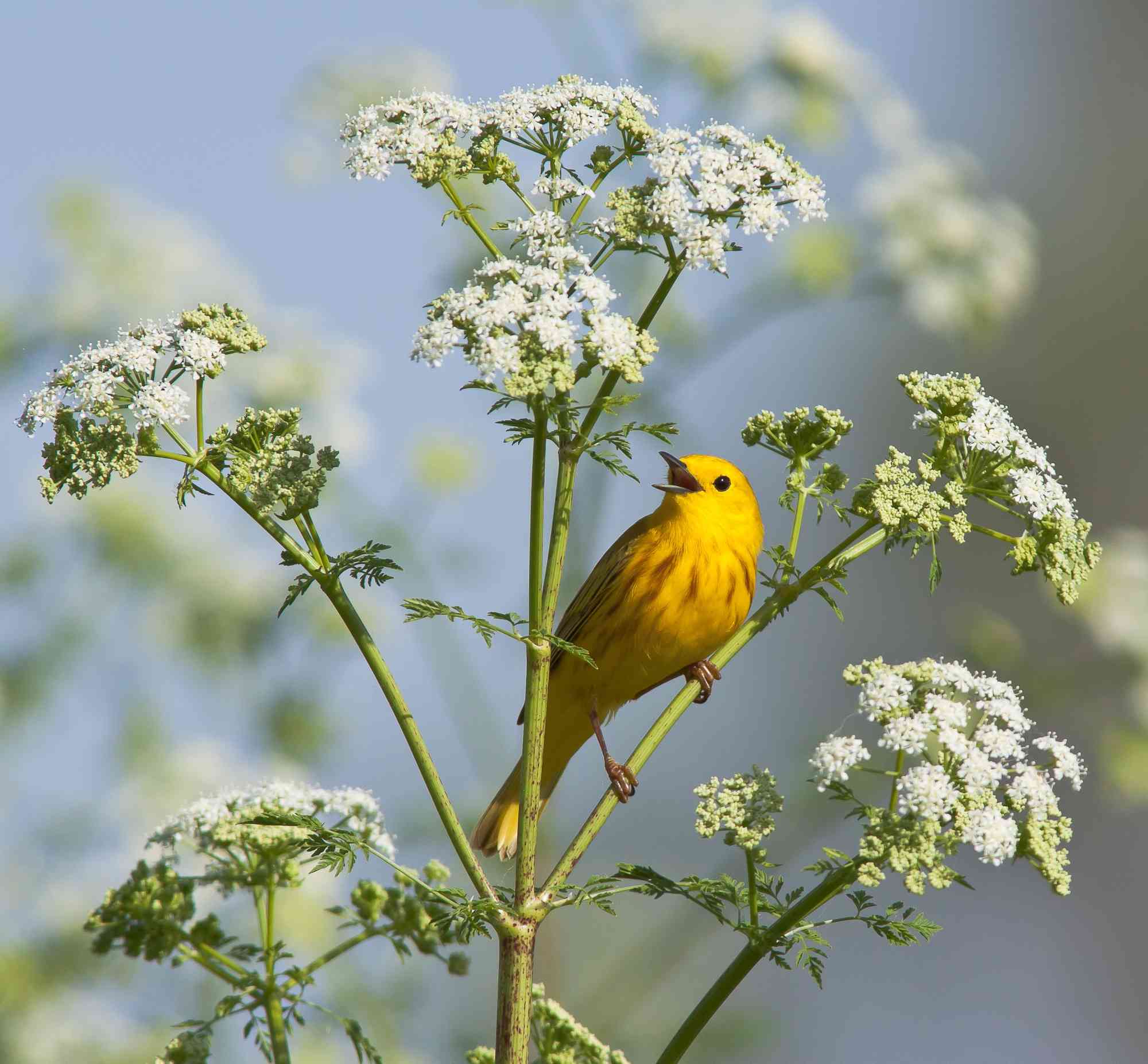 2012.08.29 - Singing Yellow Warbler - Wyoming - Diana LeVasseur