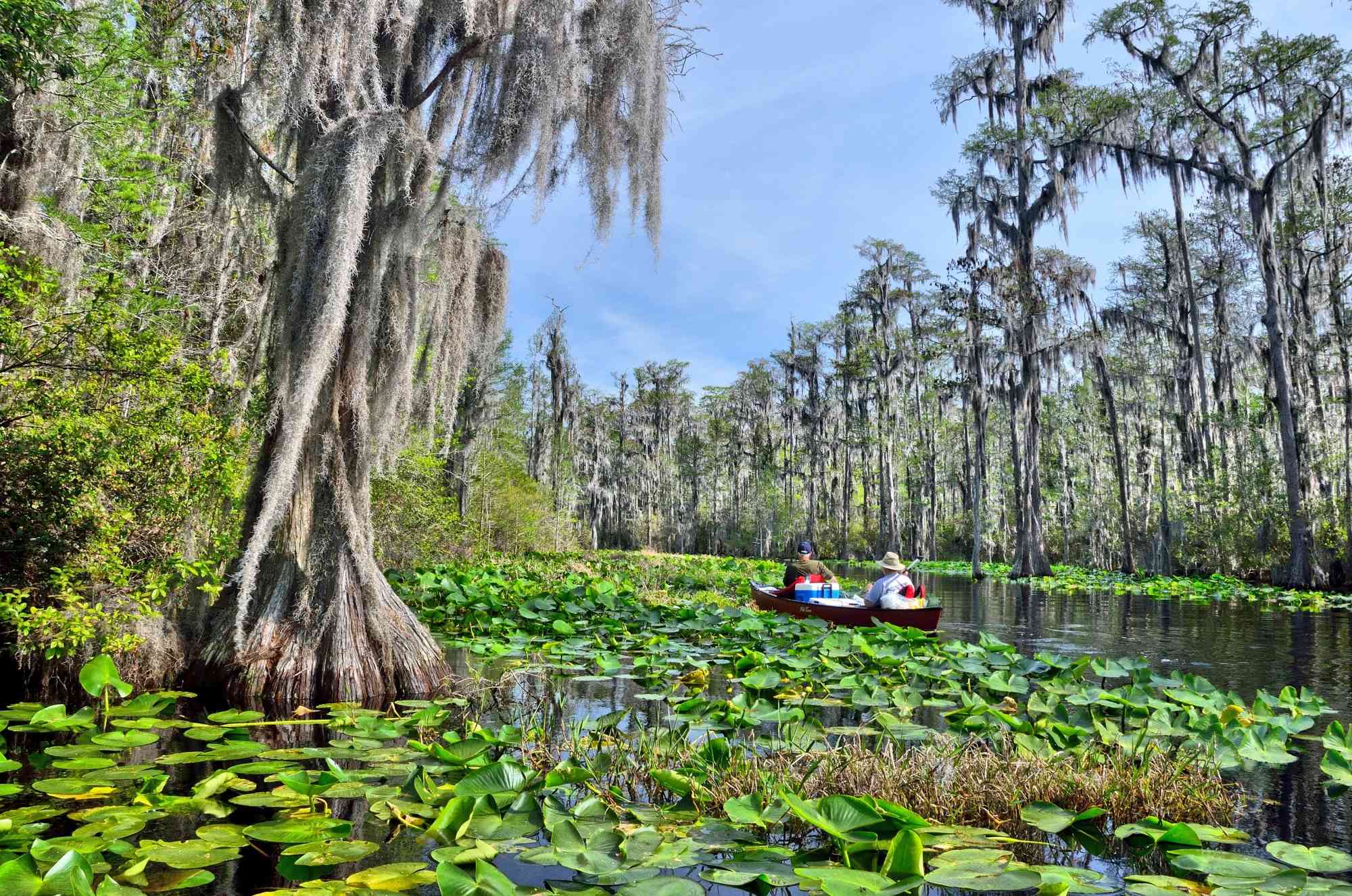 2014.04.05 - Okefenokee Swamp Landscape - Georgia - Timothy J (CC BY 2.0 DEED)