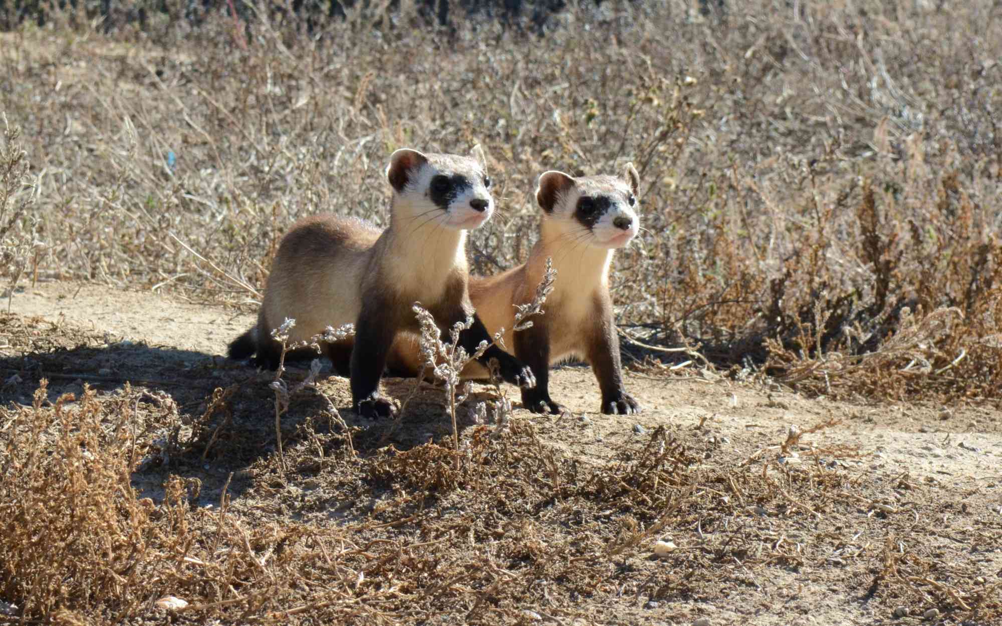 2015.01.16 - Black-Footed Ferret Kits - National Black-Footed Ferret Conservation Center - Colorado - Ryan Moehring - FWS