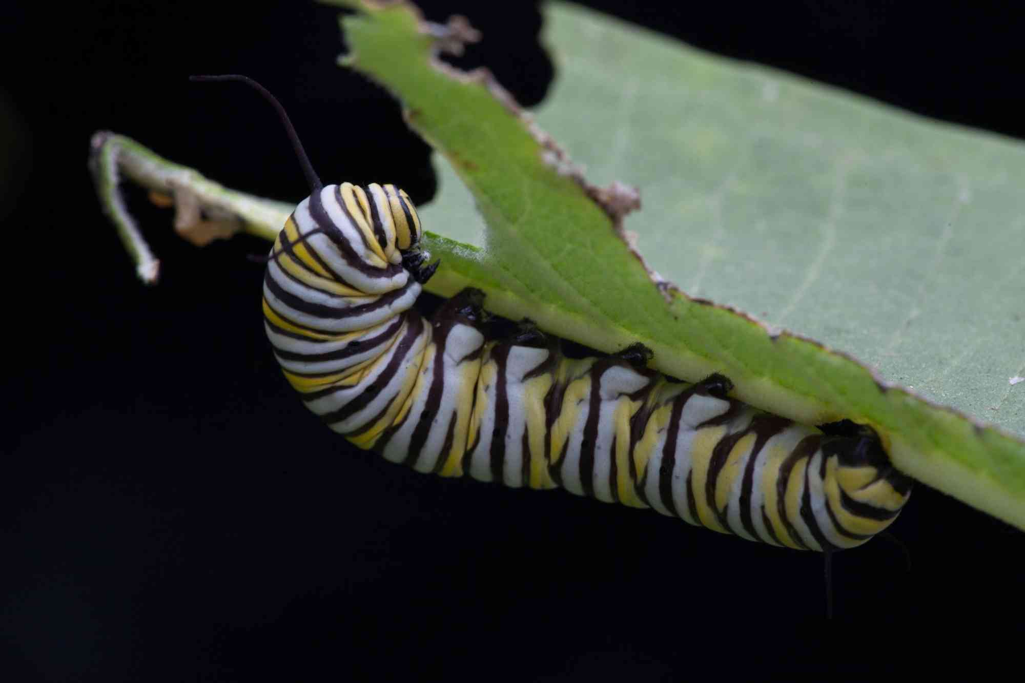 2015.09.03 - Monarch Butterfly Larvae Feeding on Milkweed - West Virginia - Ryan Hagerty-USFWS