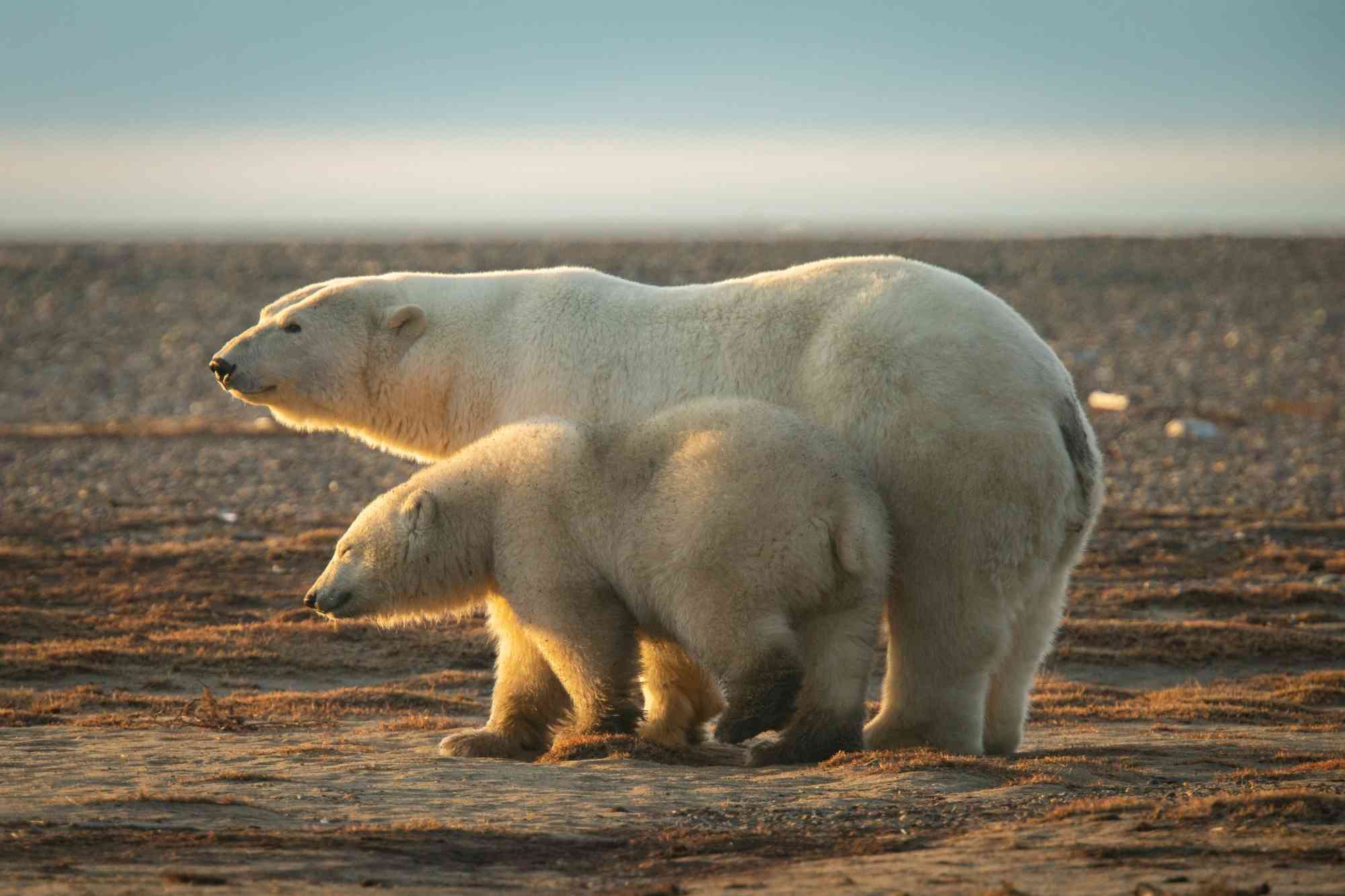 2019.09.30 - Polar Bears Playing in the Sand - Johanna Grasso - Photographer (1).jpg