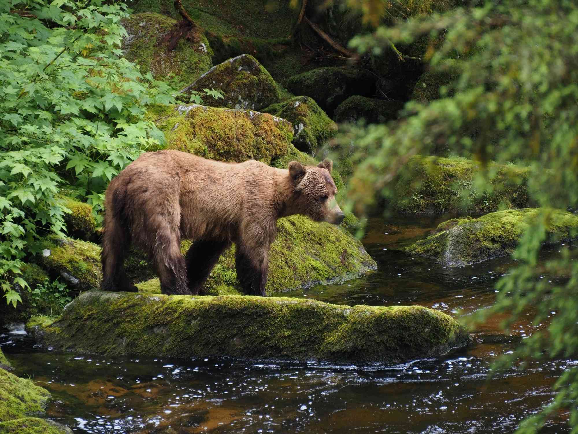 2023.06.29 - Brown Bear at Anan Creek - Tongass National Forest, Alaska - © Jennifer Kardiak-USDA Forest Service