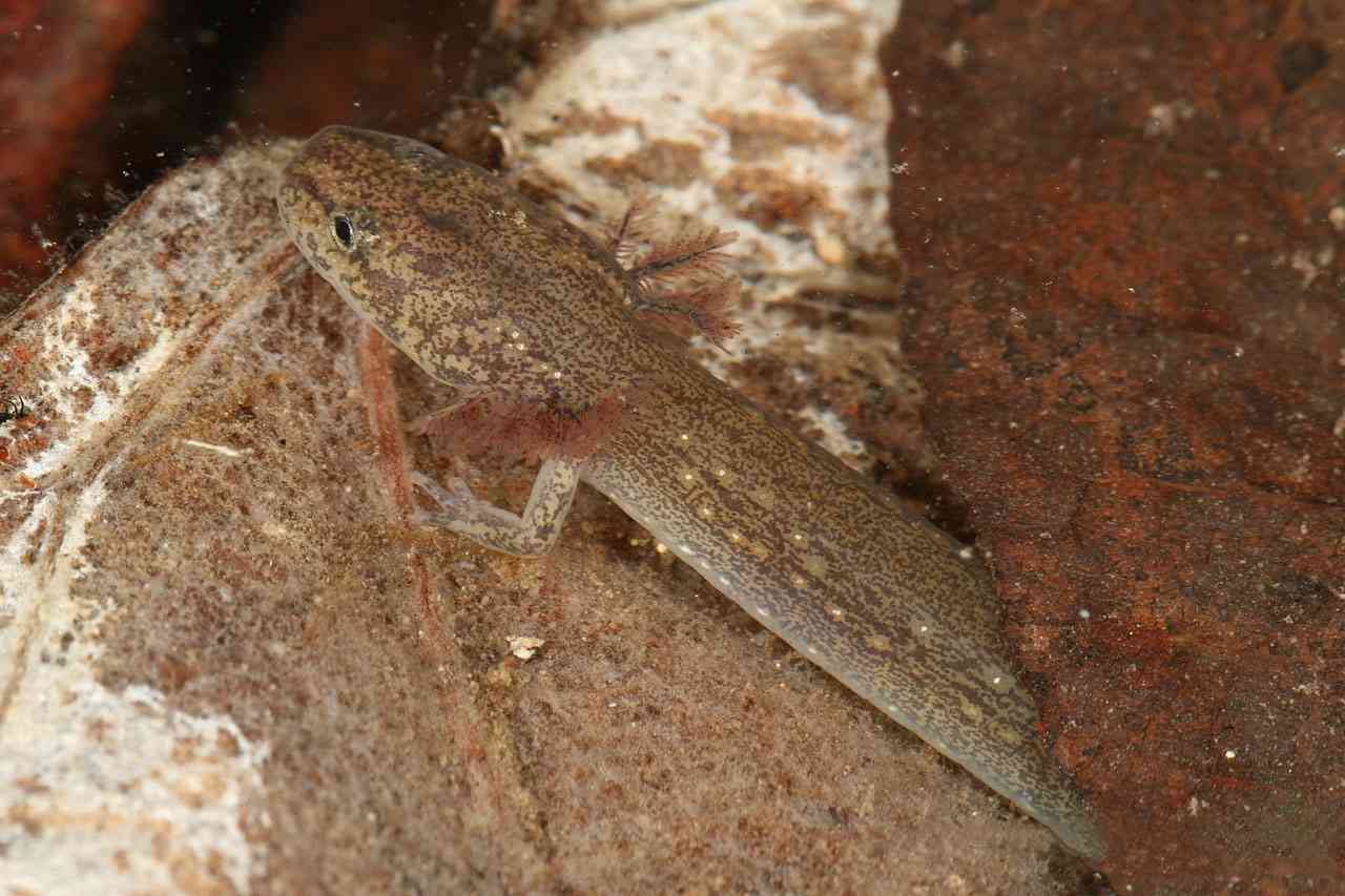 2014.03.27 - Jollyville plateau salamander - Texas - Piershendrie (CC BY-SA 3.0 DEED)