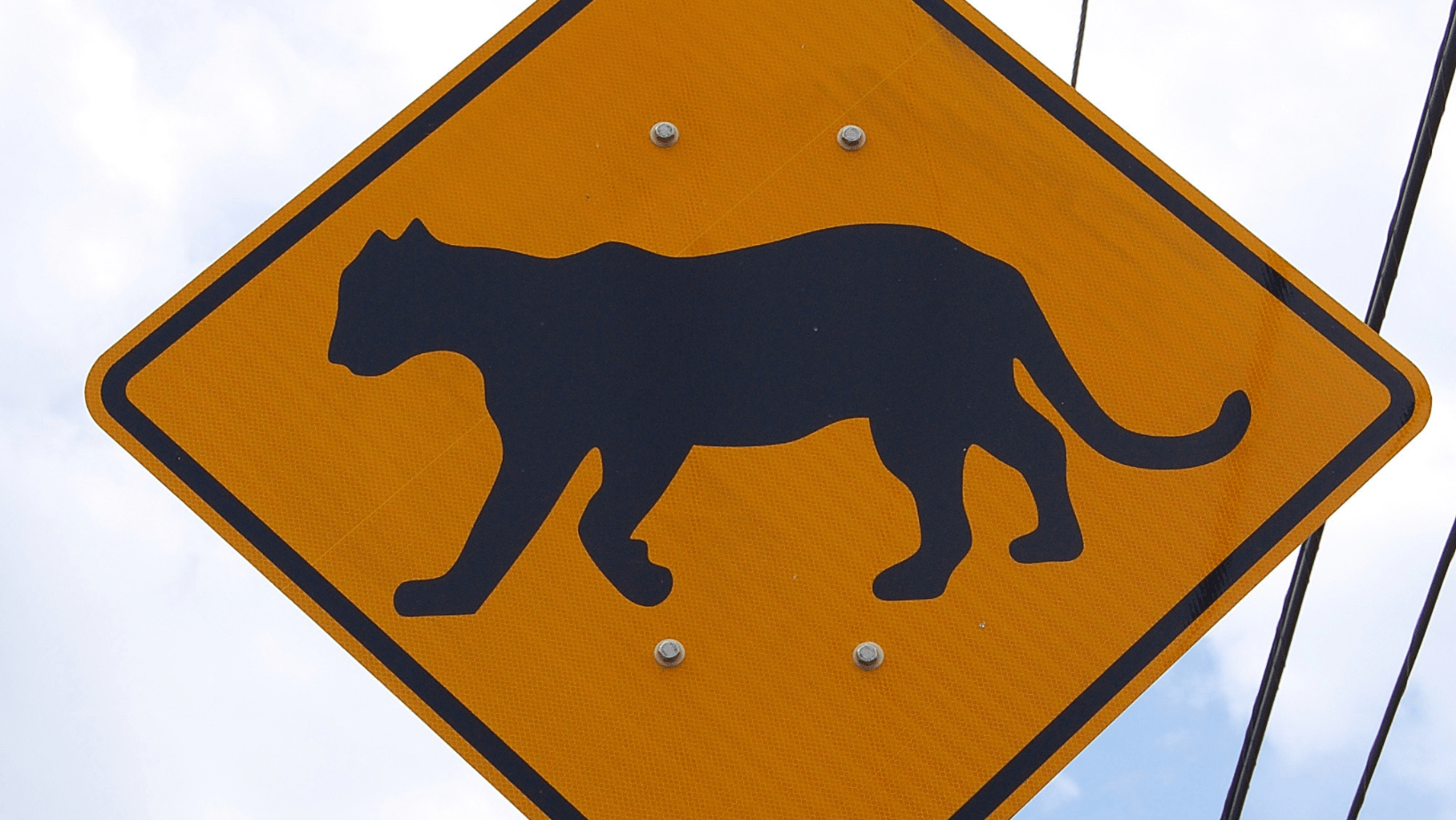 2009.04.10 - Florida Panther Traffic Sign - Heidi Ridgley - DOW