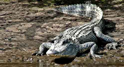 alligator, © Dolores Rose