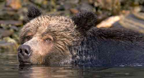 Grizzly Bear, © Ray Rafiti