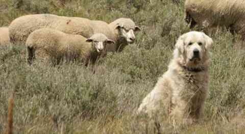 sheep and guard dog