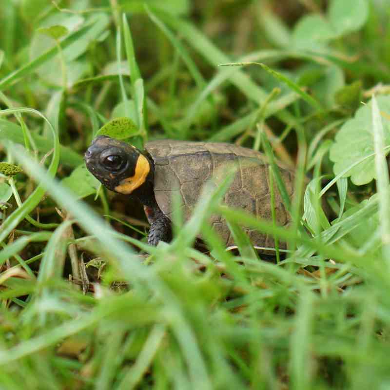 Young Bog Turtle in Grass