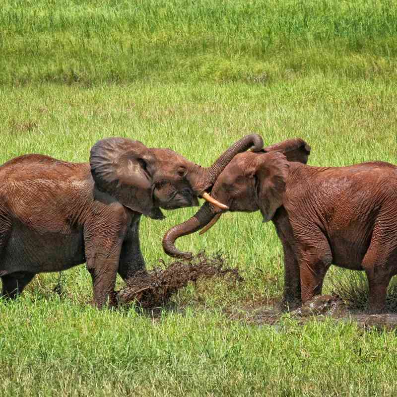 Little Elephants Playing