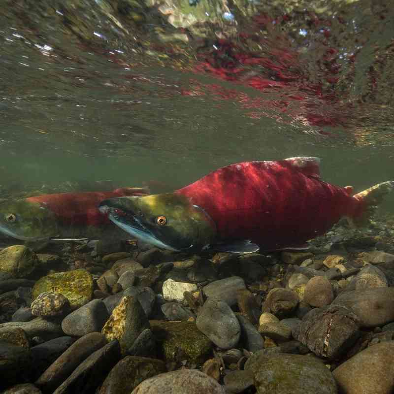 Sockeye Salmon in the Russian River