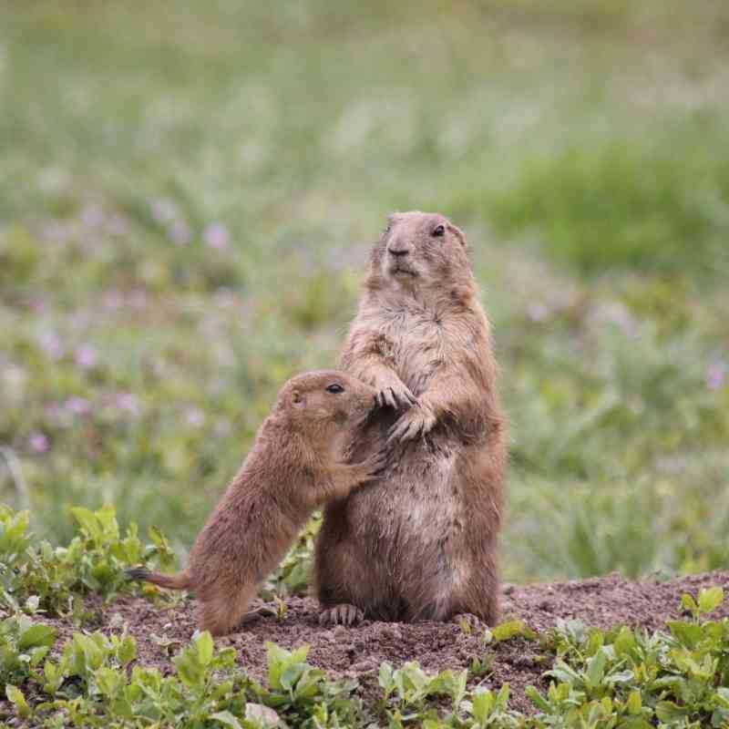 Prairie dog mom and pup 