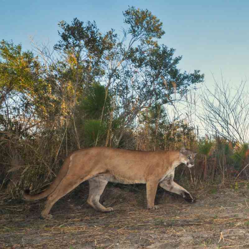 Florida panthers caught on trail camera