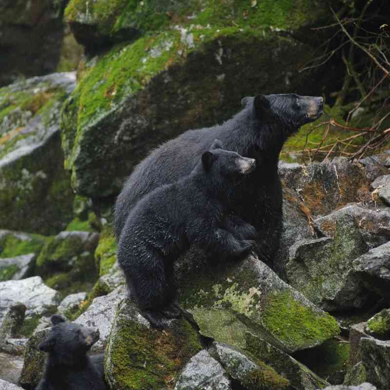 Black bears on rocks above Anan Creek Tongass NF 