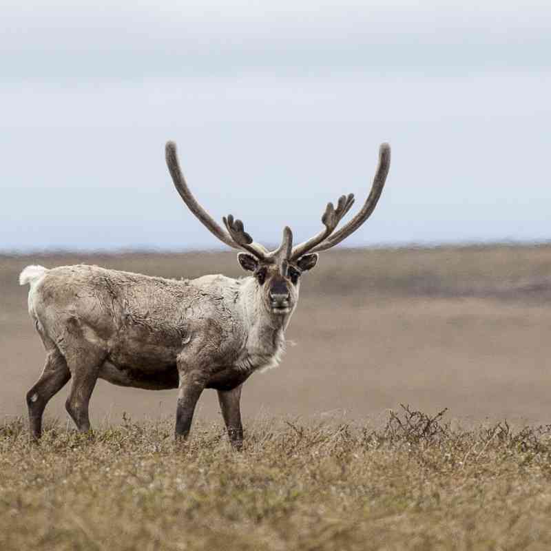 Caribou on tundra in NPR-A