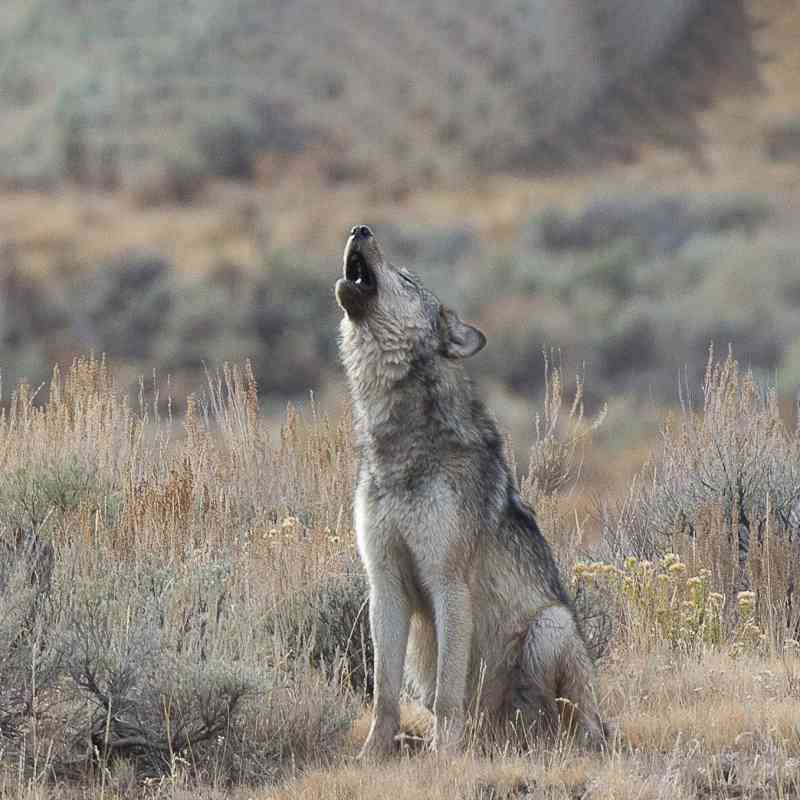 Howling gray wolf yellowstone