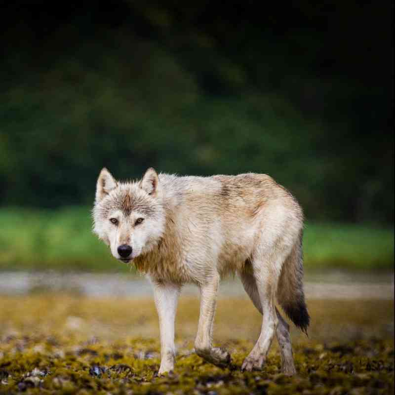 Coastal wolf walking along riverbed