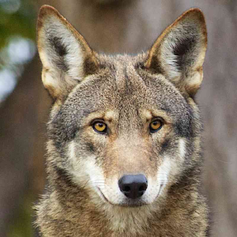 Red wolf staring straight on