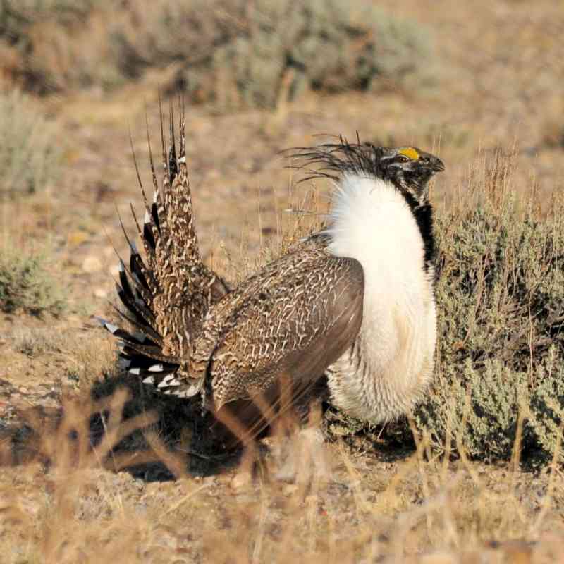 Greater sage grouse, Seedskadee National Wildlife Refuge, Wyoming