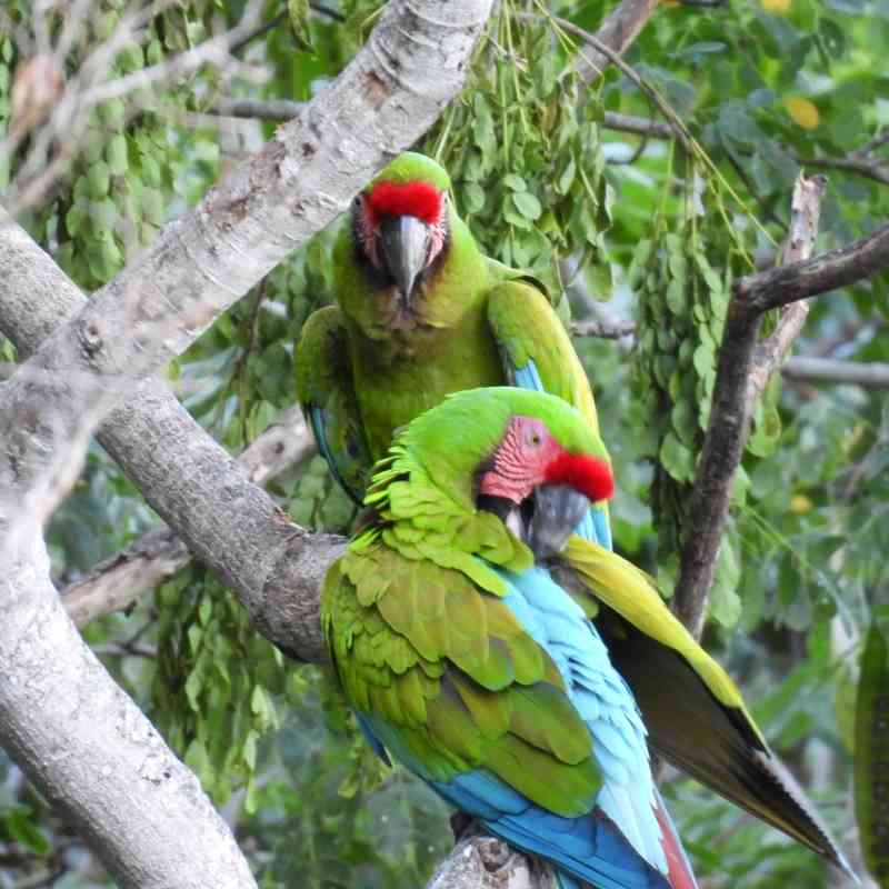 Military macaw pair