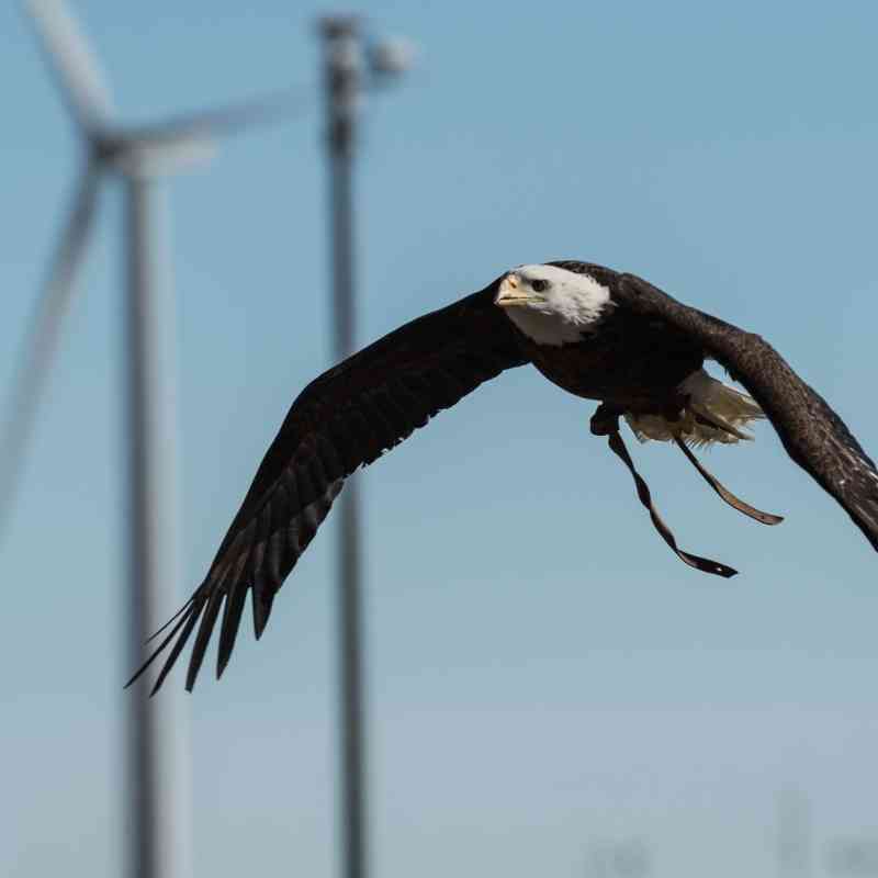 Bald eagle with a wind turbine