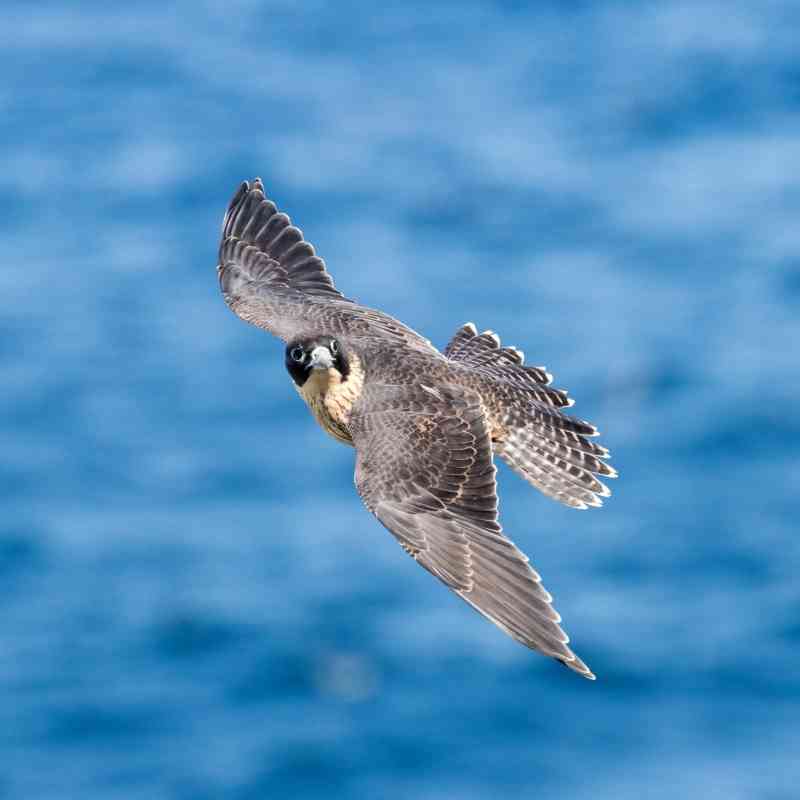 Peregrine Falcon Flying over Water - Ken Griffiths 