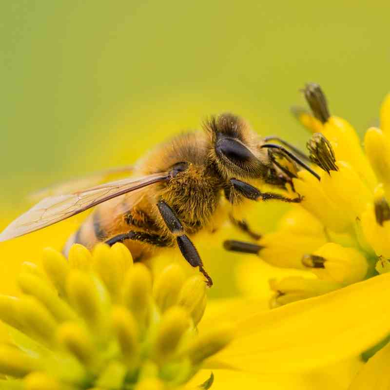 2014.08.19 - Bee - Shenandoah National Park - Virginia - Neal Lewis, NPS
