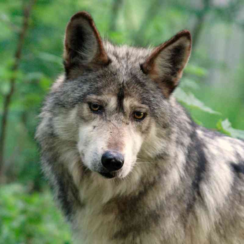  Mexican Gray Wolf Stare - Wolf Conservation Center.jpg