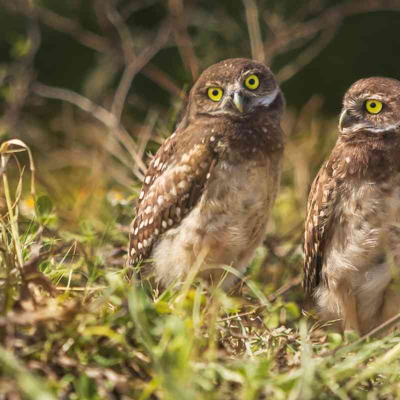 Two Burrowing Owls - Florida - Randy Traynor