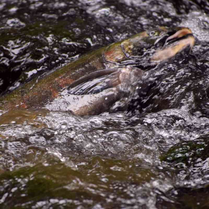 Spawning Coho Salmon - Lagunitas Creek - California - Martha Ture.JPG