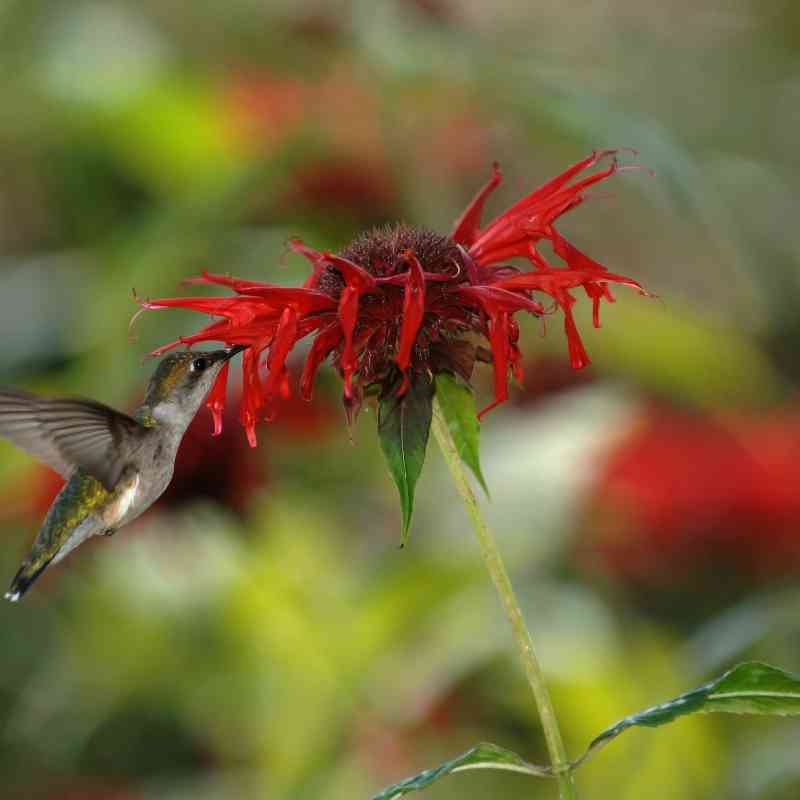 2006.06.30 - Ruby Throated Hummingbird Drinking from a Scarlet Beebalm - Kentucky - Joe Schneid (CC BY 3.0 DEED)