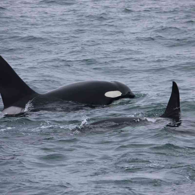 2016.07.09 - Orcas - Seward -  Alaska - Jen Christopherson - DOW