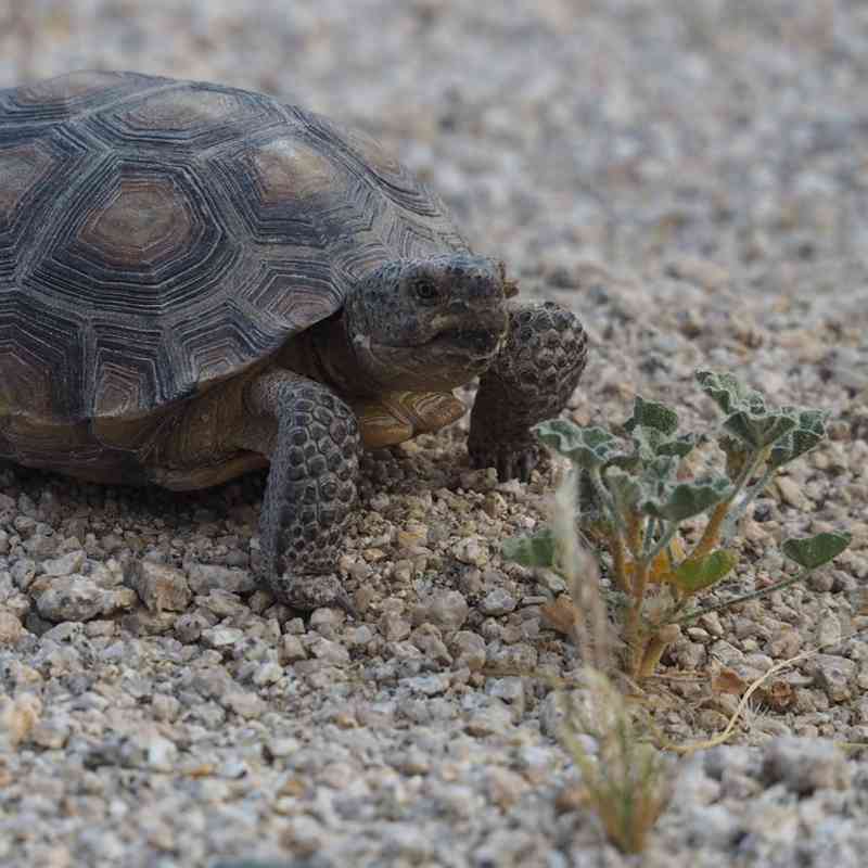 2019.08.29 - Desert Tortoise - James Maughn.jpg