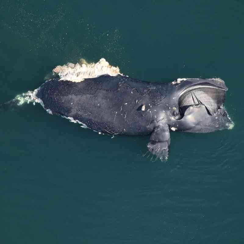 north atlantic right whale dead virginia clearwater marine aquarium research institute NOAA permit 24359