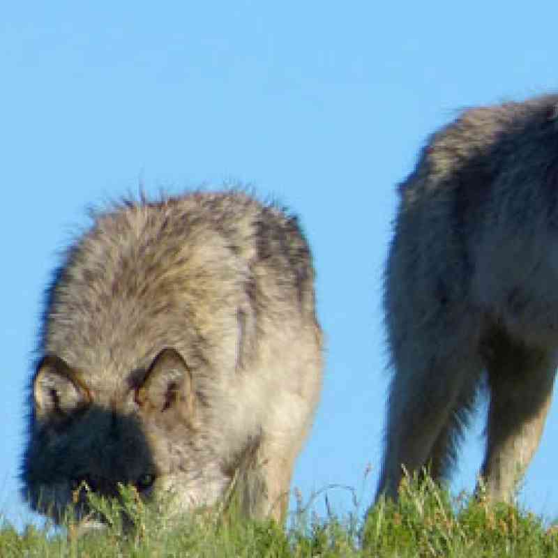 Gray wolves, © Jeffrey Vest