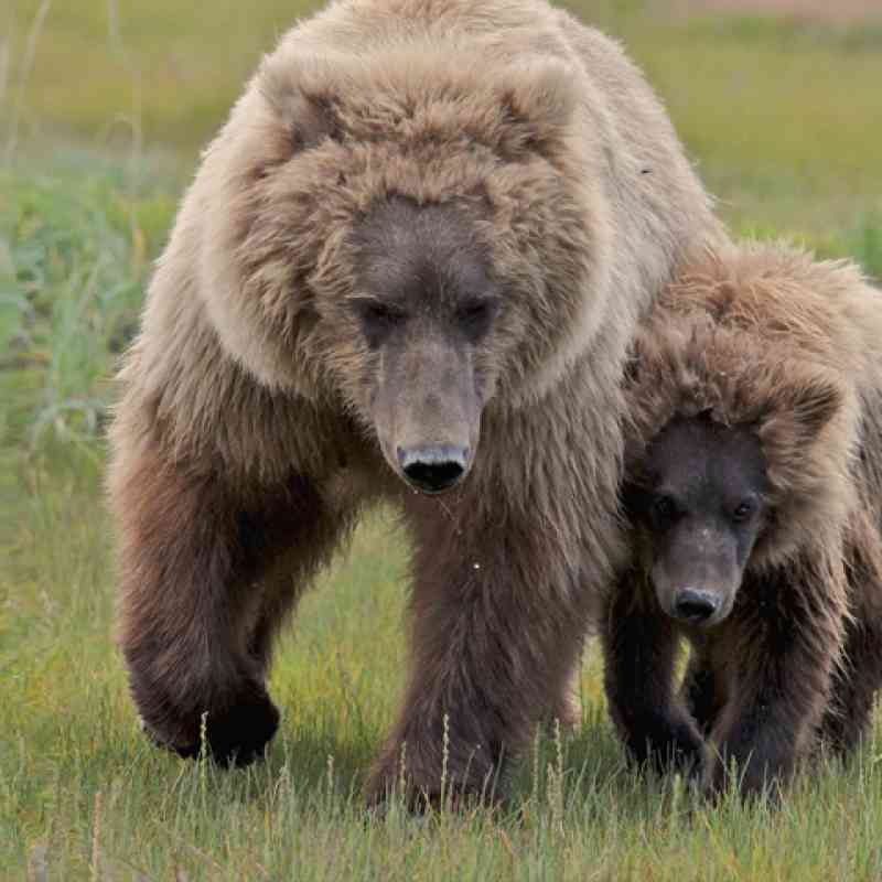 Grizzly with cub, © Natalie Shuttleworth