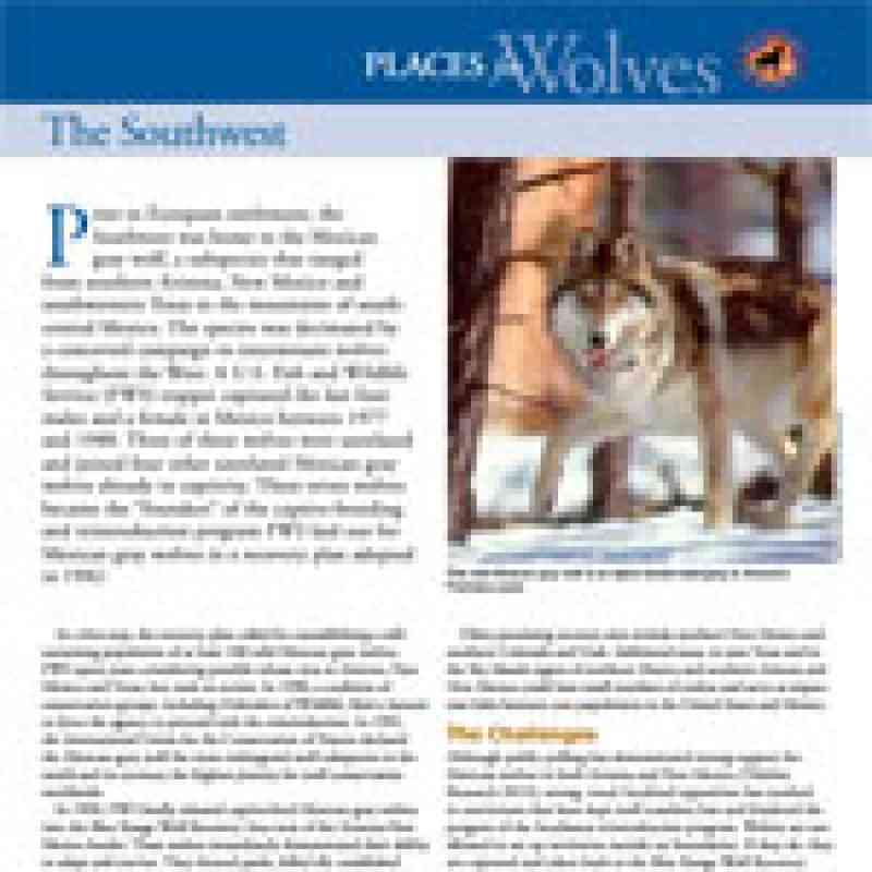 Place for Wolves - The Southwest 