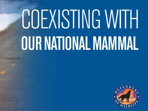 Coexisting with our national mammal thumbnail