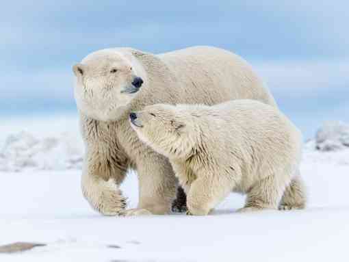 Polar Bear Mother With Cub - Arctic National Wildlife Refug