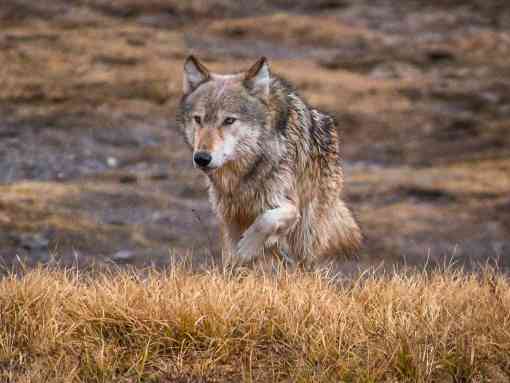 2020.10.21 - Gray Wolf - Idaho - William Krumpelman