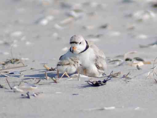 Piping Plover sitting on beach with chick