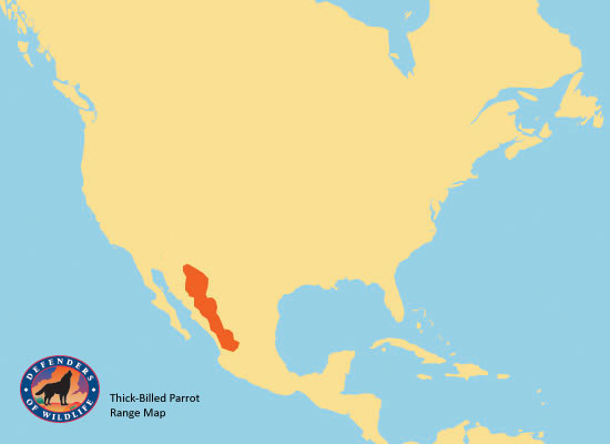 Thick-Billed Parrot Range Map